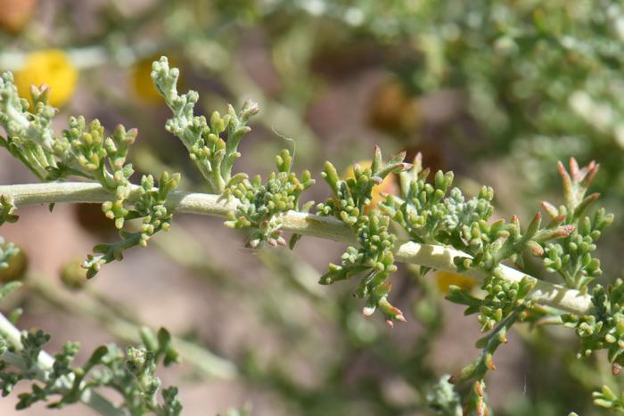 Anker Karoo (Pentzia Incana)