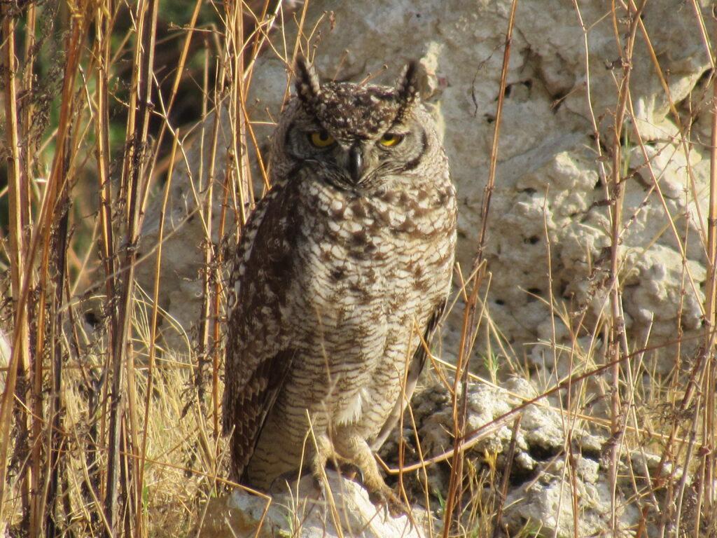 Outdoor adventures like bird watching at Van der Waltshoek Farm