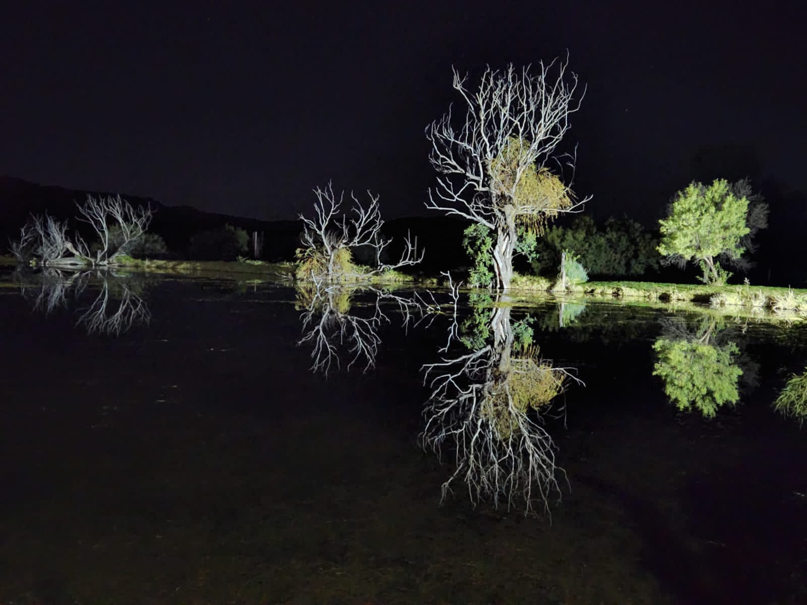Trees on Van der Waltshoek farm