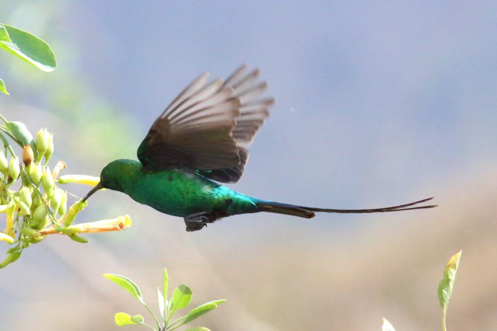 Outdoor adventures like bird watching at Van der Waltshoek Farm